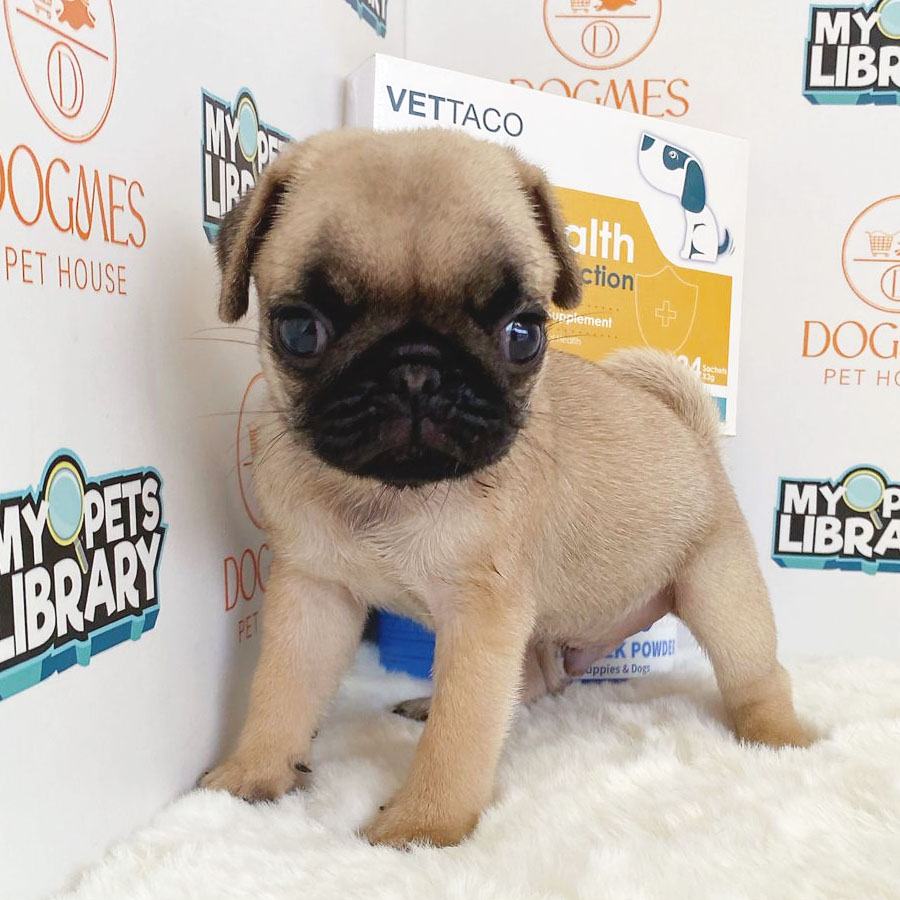 Pug Puppy (Male) For Sale