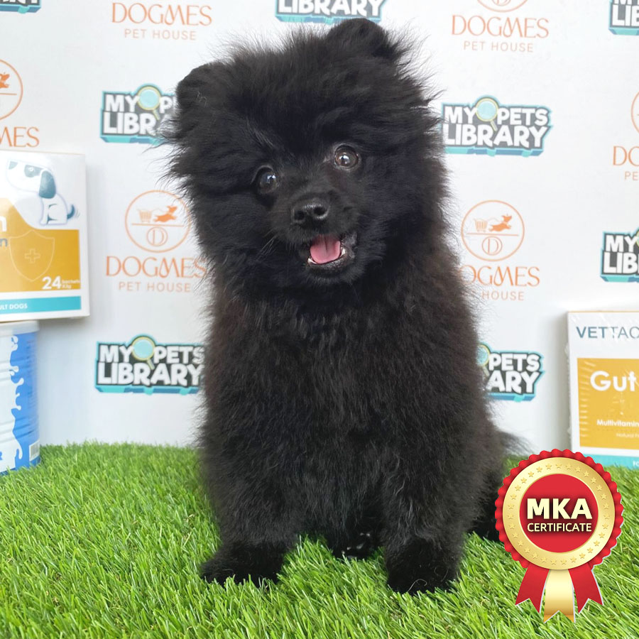 MKA Tiny Pomeranian Puppy (Male) For Sale