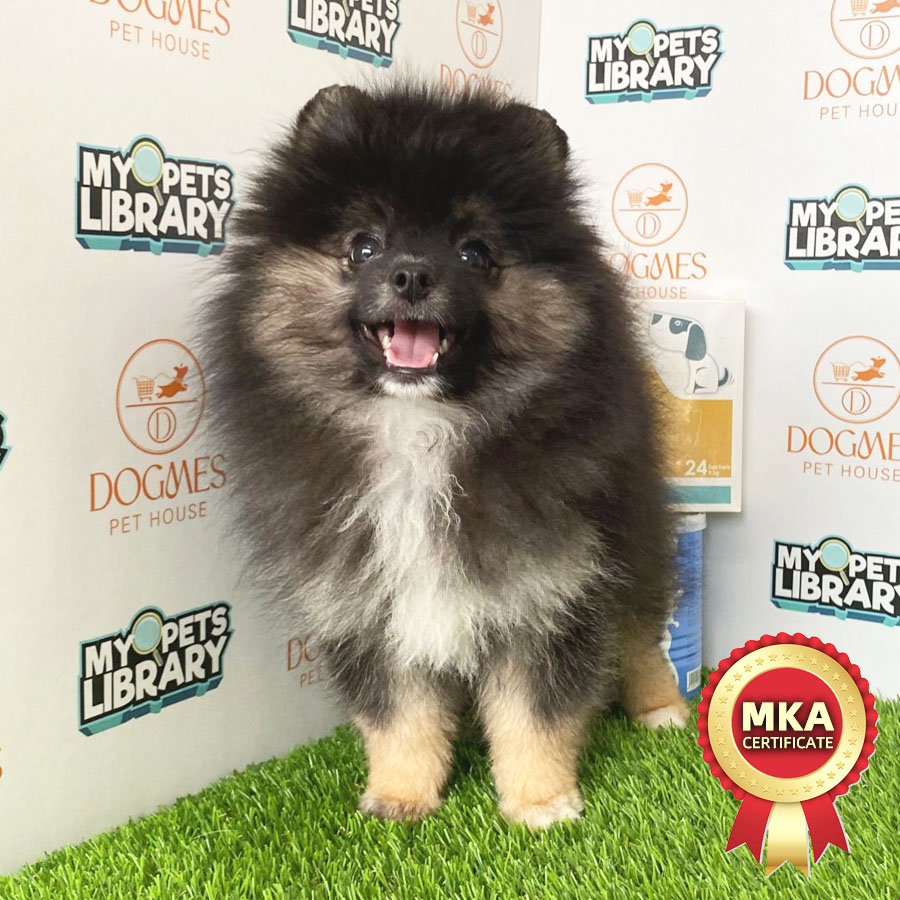 MKA Tiny Pomeranian Puppy (Male) For Sale