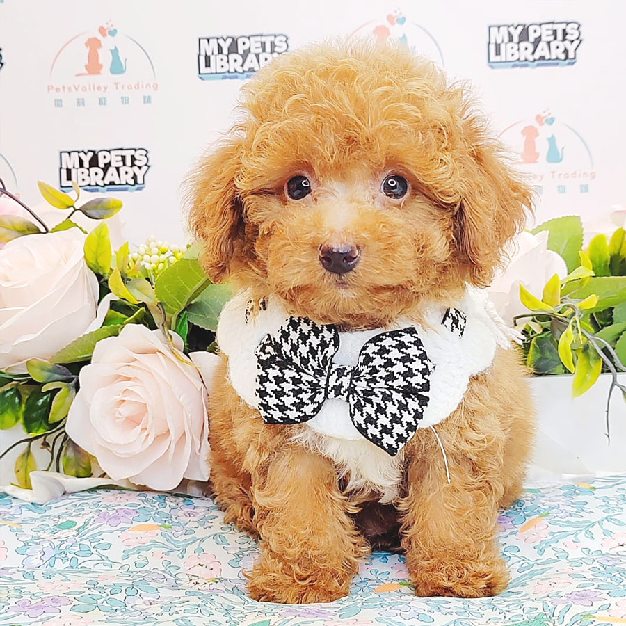 Toy Poodle Puppy (Male) For Sale