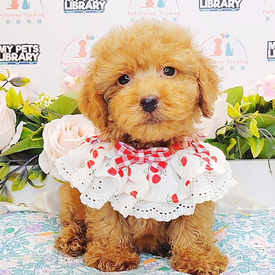 Toy Poodle Puppy (Male) For Sale