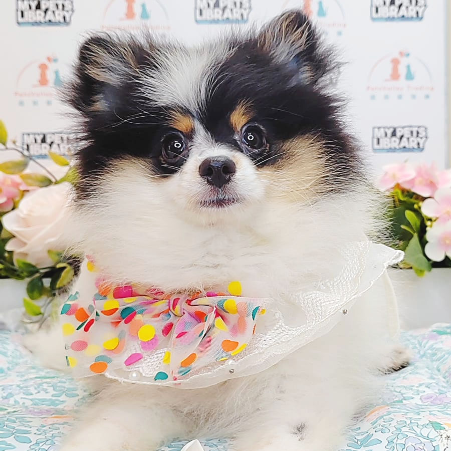 Pomeranian Puppy (Female) For Sale