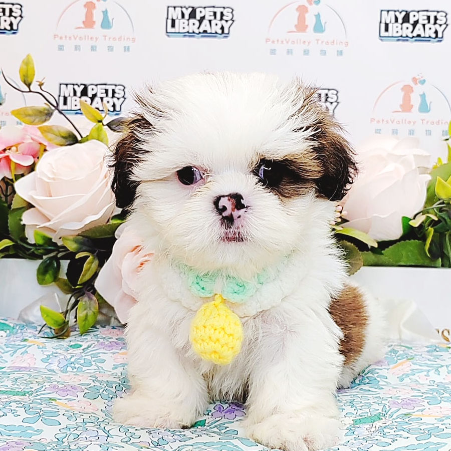 Shih Tzu Puppy (Male) For Sale
