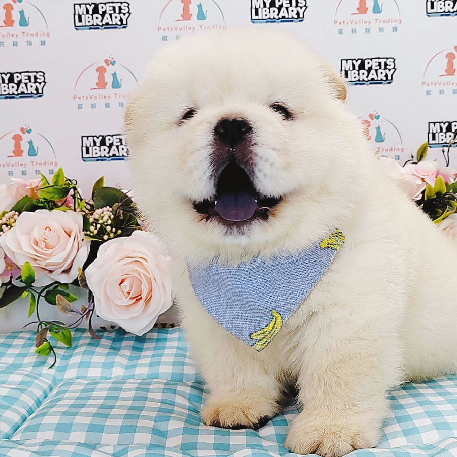 Chow Chow Puppy (Male) For Sale