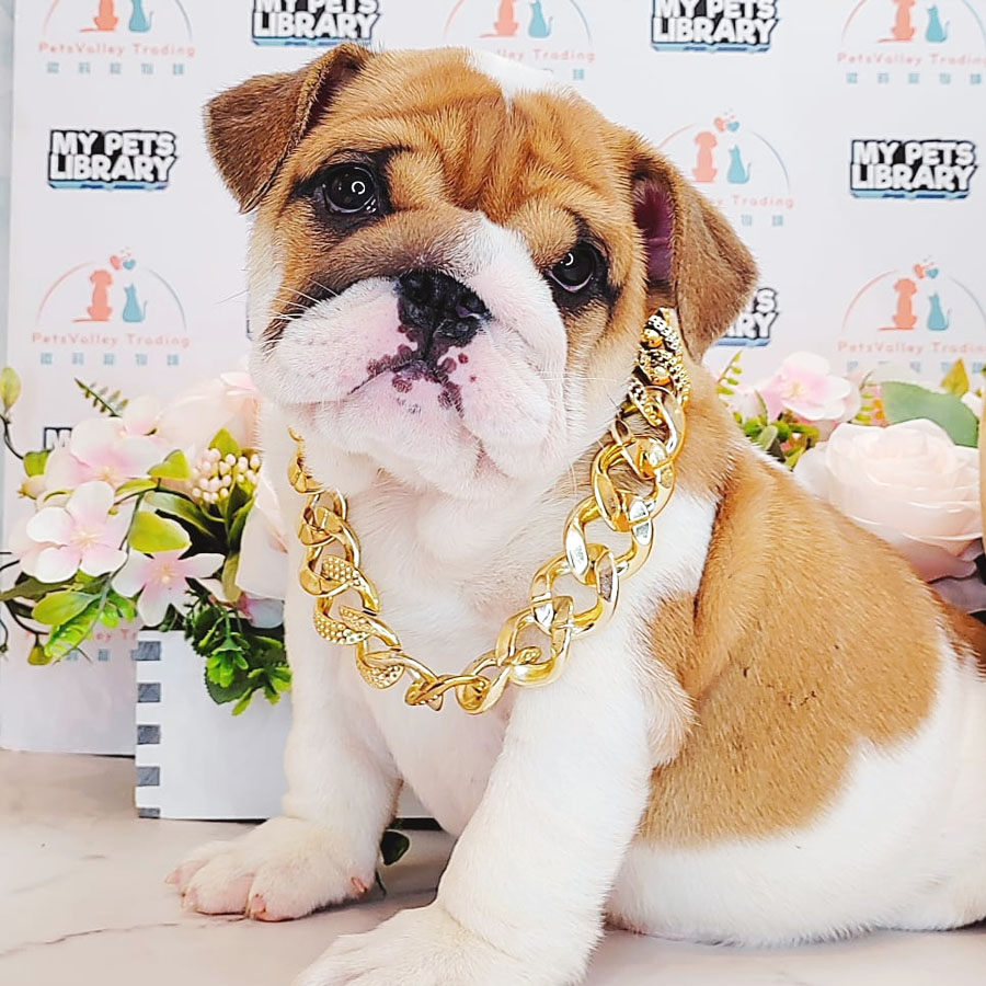 English Bulldog Puppy (Female) For Sale