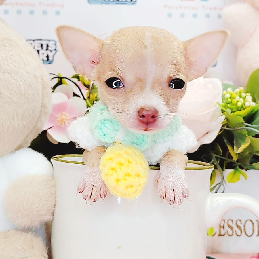 Chihuahua Puppy (Male) For Sale