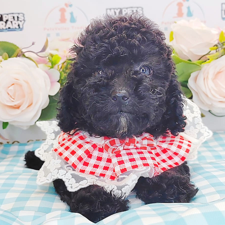Toy Poodle Puppy (Female) For Sale