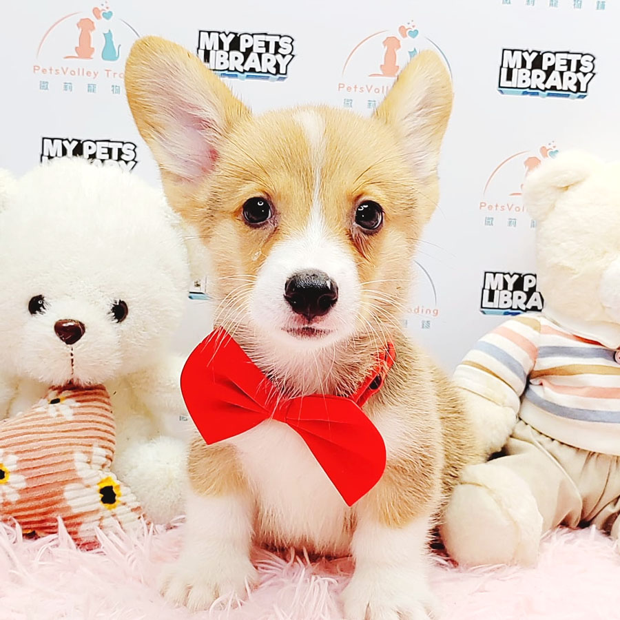 Welsh Corgi Puppy (Male) For Sale
