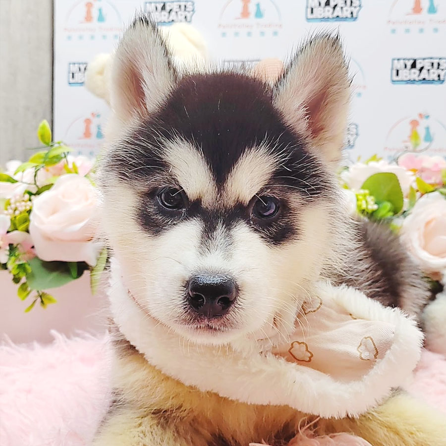 Wooly Husky Puppy (Male) For Sale