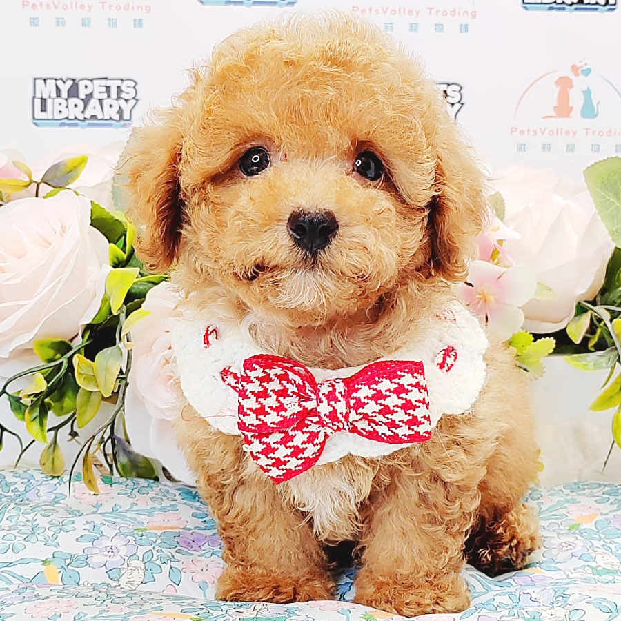 Toy Poodle Puppy (Male) For Sale