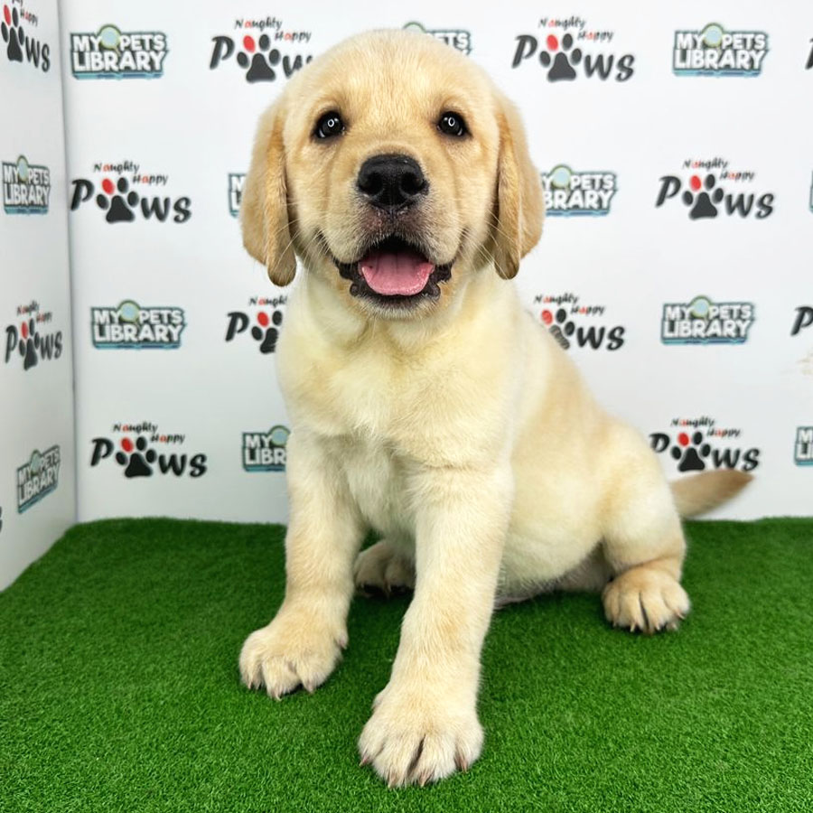 Labrador Retriever Puppy (Male) For Sale