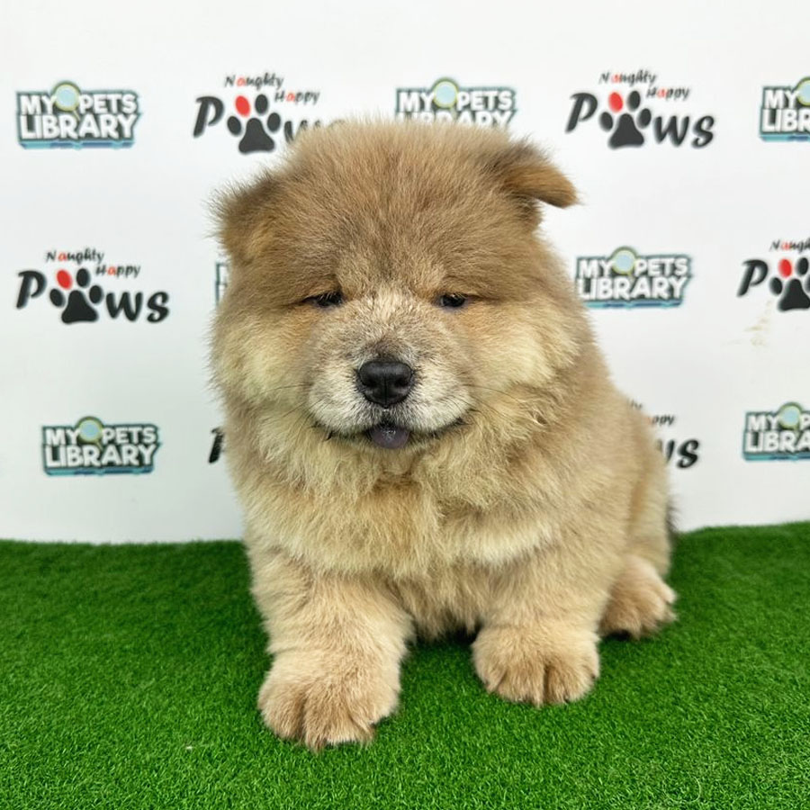 Chow Chow Puppy (Female) For Sale
