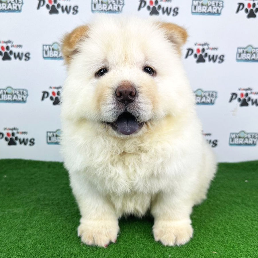 Chow Chow Puppy (Male) For Sale
