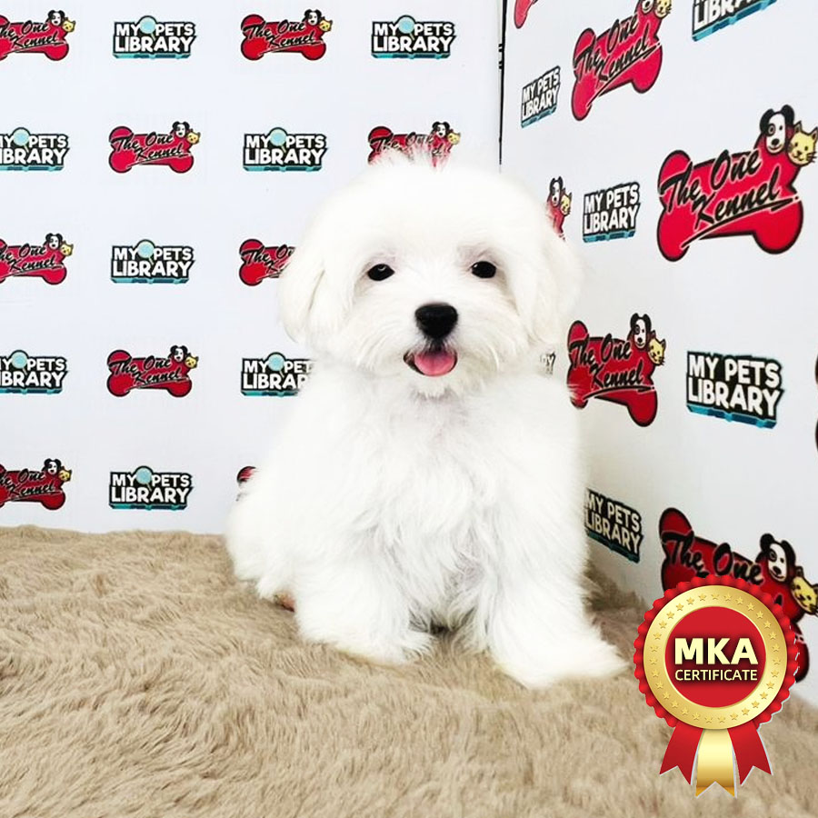 MKA Maltese Puppy (Female) For Sale