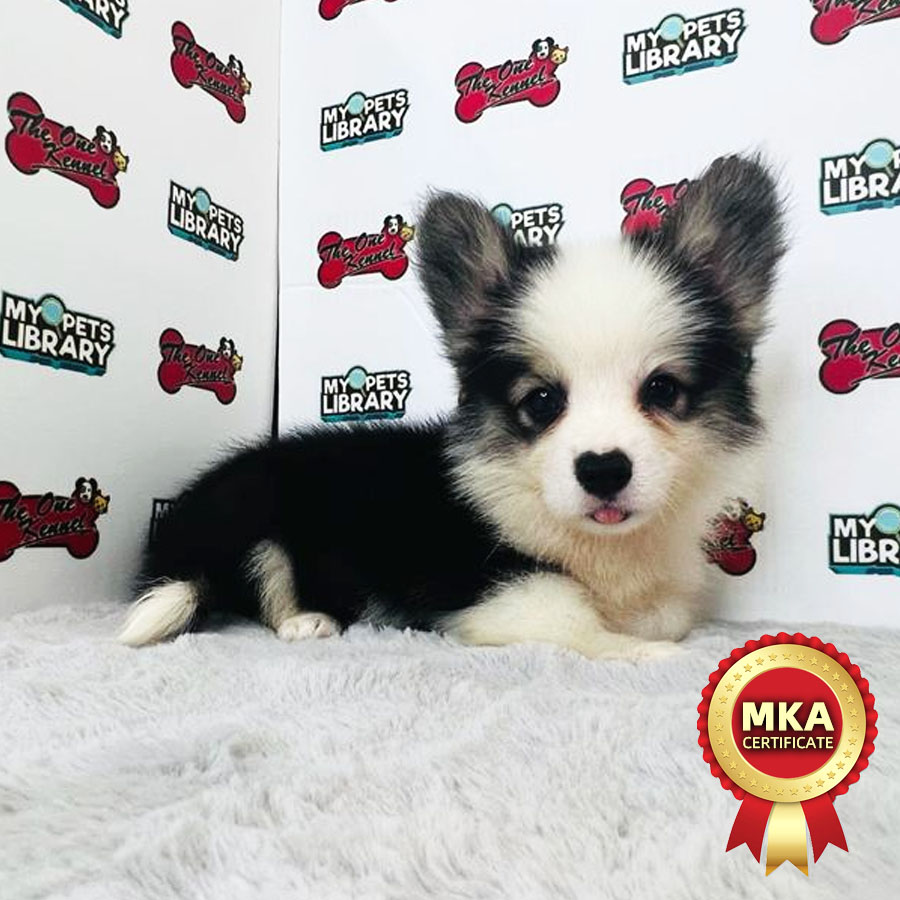 MKA Welsh Corgi Puppy (Female) For Sale
