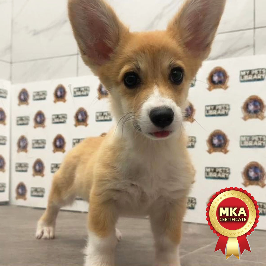 MKA Welsh Corgi Puppy (Male) For Sale