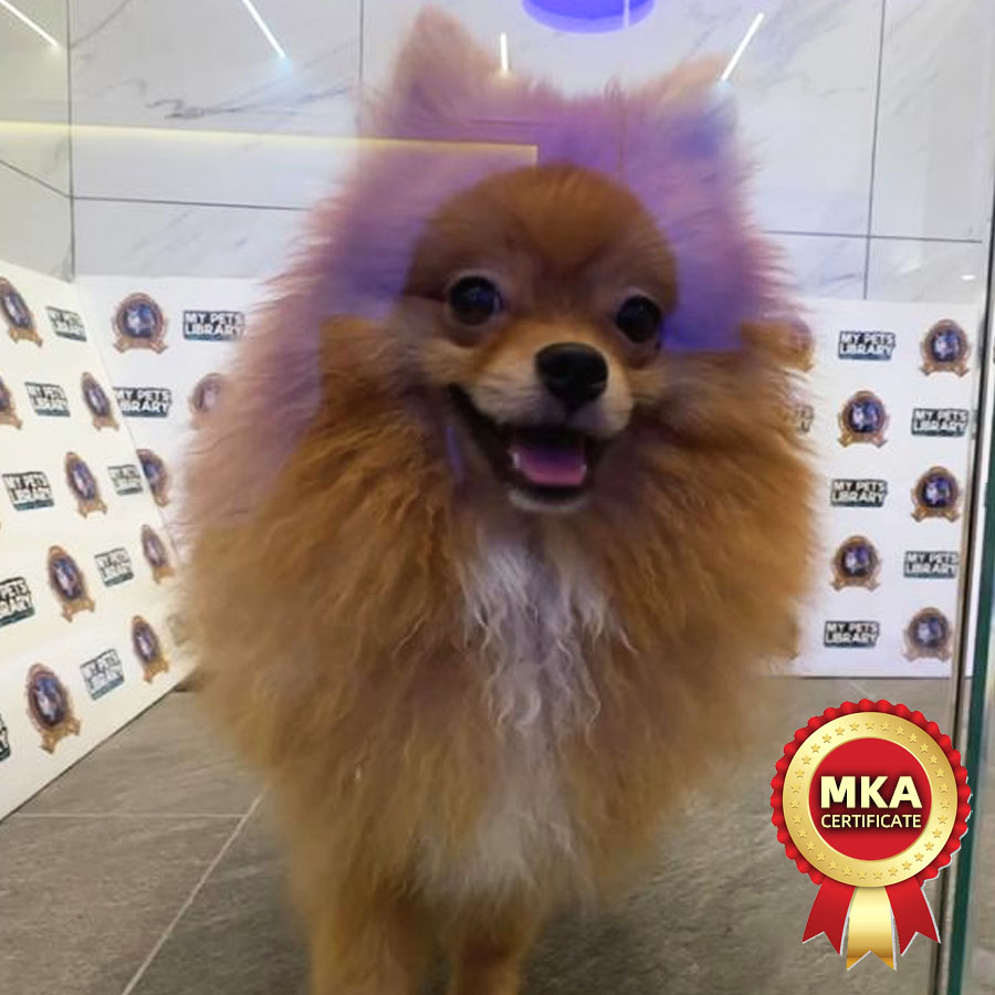 MKA Pomeranian Puppy (Female) For Sale