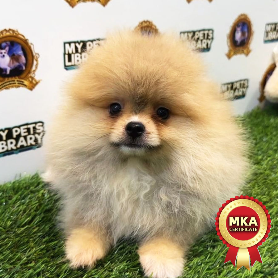 MKA Pomeranian Puppy (Female) For Sale
