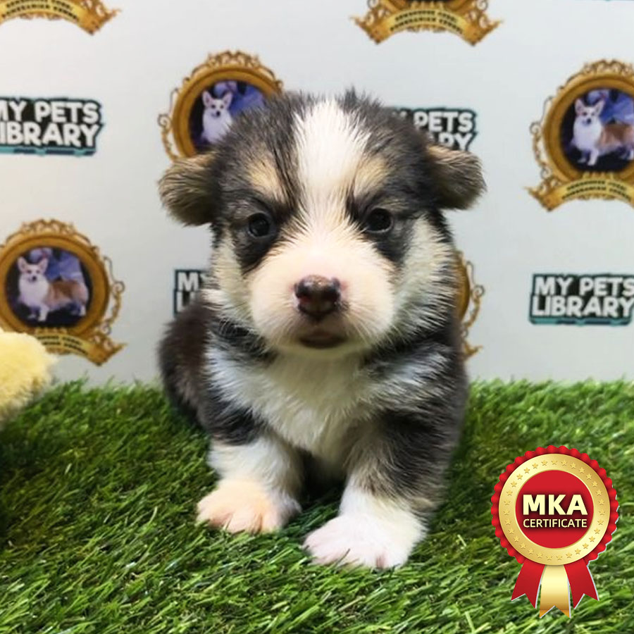 MKA Welsh Corgi Puppy (Male) For Sale