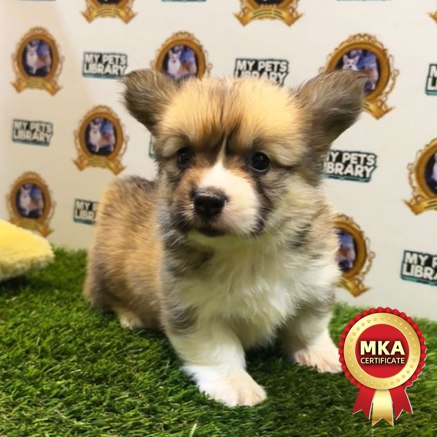 MKA Welsh Corgi Puppy (Female) For Sale