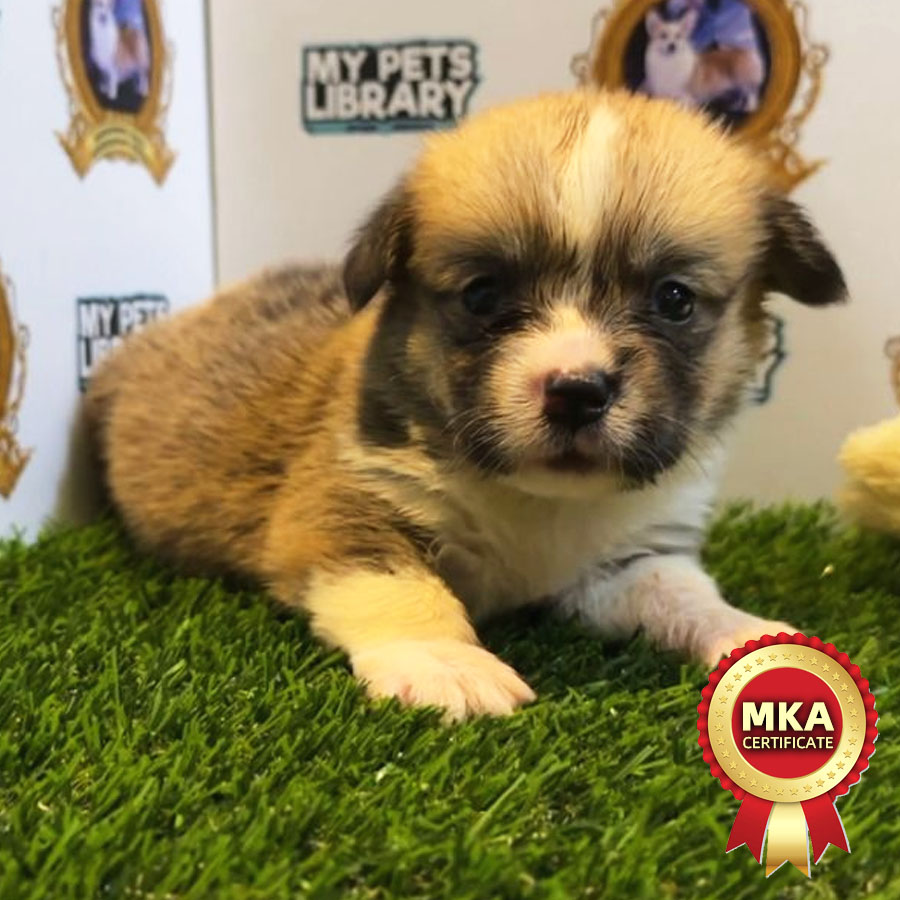 MKA Welsh Corgi Puppy (Female) For Sale