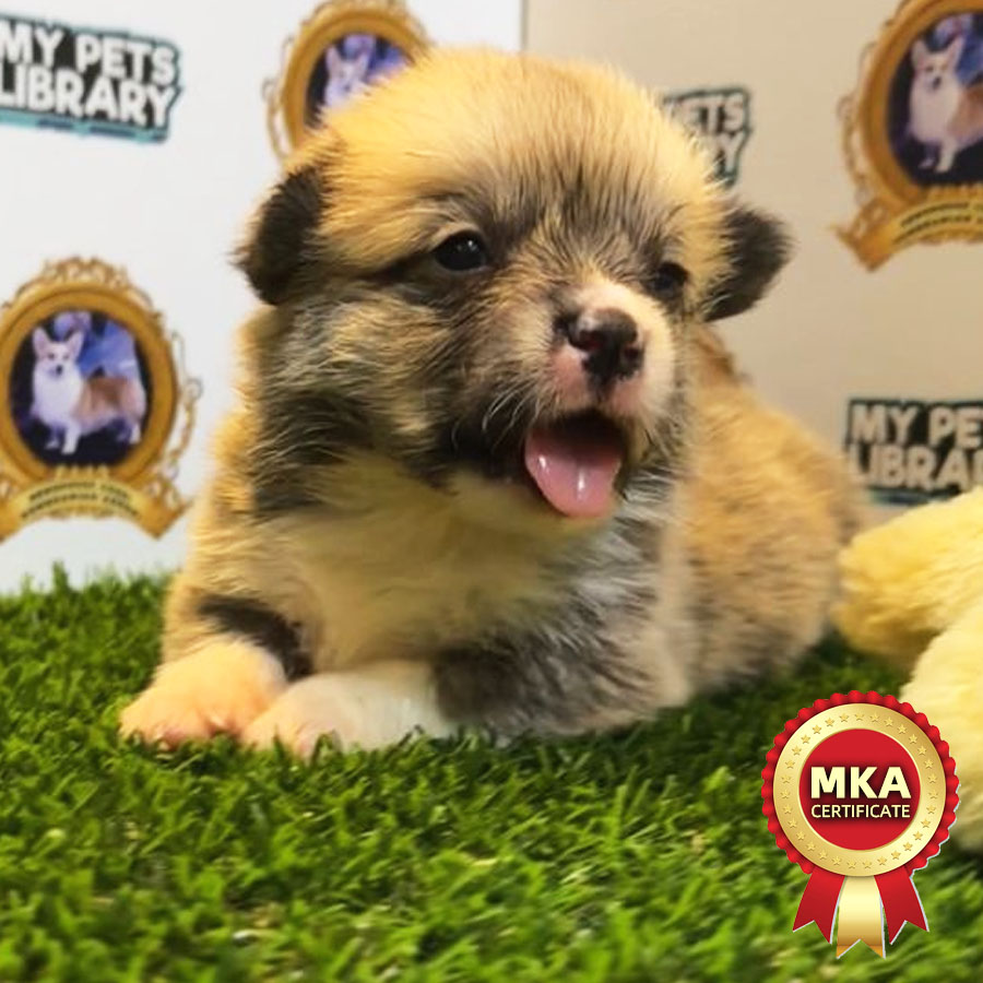 MKA Welsh Corgi Puppy (Female) For Sale