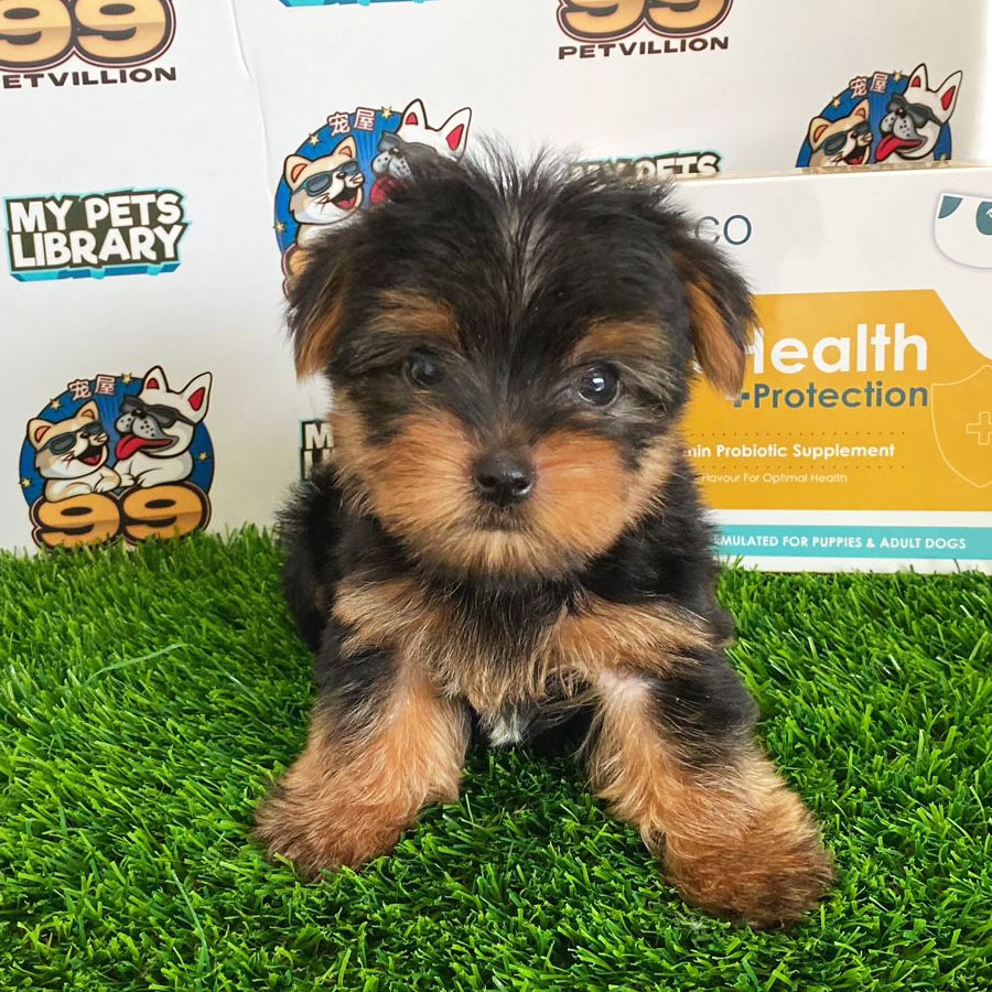Yorkshire Terrier Puppy (Male) For Sale