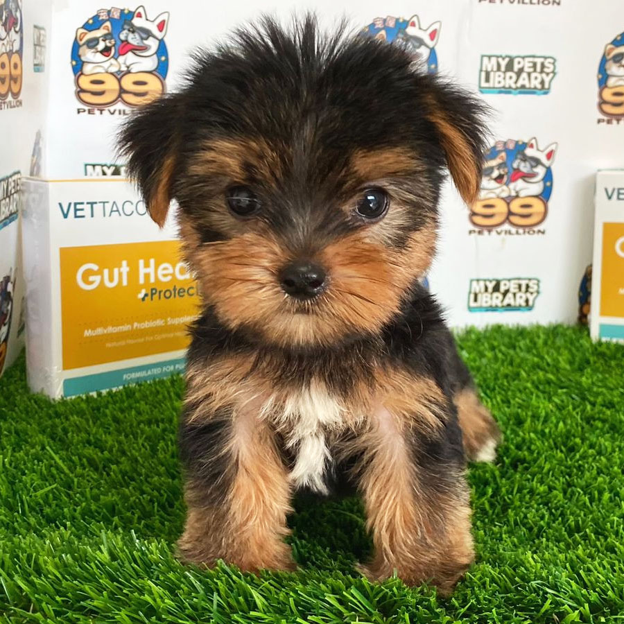Yorkshire Terrier Puppy (Male) For Sale