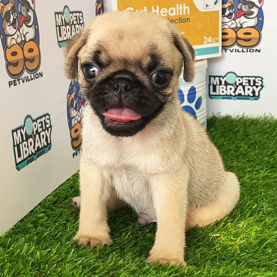Pug Puppy (Male) For Sale
