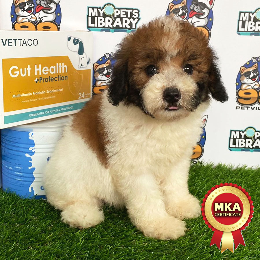 MKA Toy Poodle Puppy (Female) For Sale
