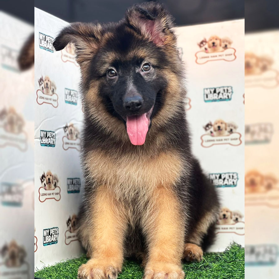 German Shepherd Puppy (Female) For Sale