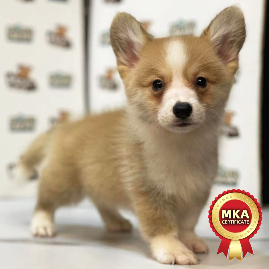 MKA Welsh Corgi Puppy (Male) For Sale