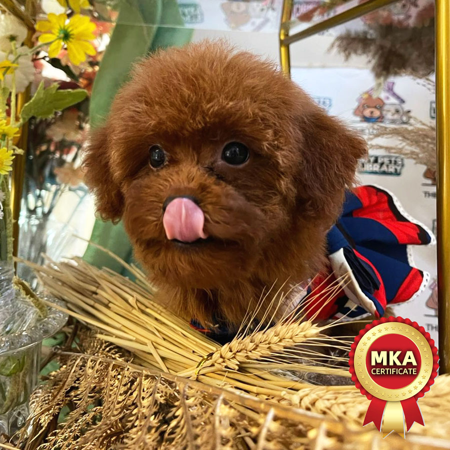 MKA Toy Poodle Puppy (Female) For Sale
