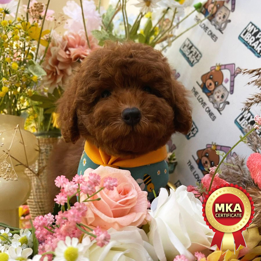 MKA Toy Poodle Puppy (Male) For Sale