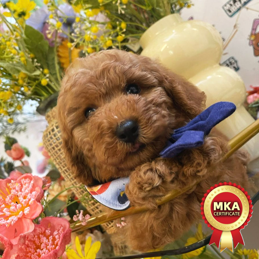 MKA Toy Poodle Puppy (Male) For Sale