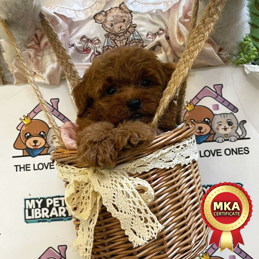 MKA Toy Poodle Puppy (Female) For Sale