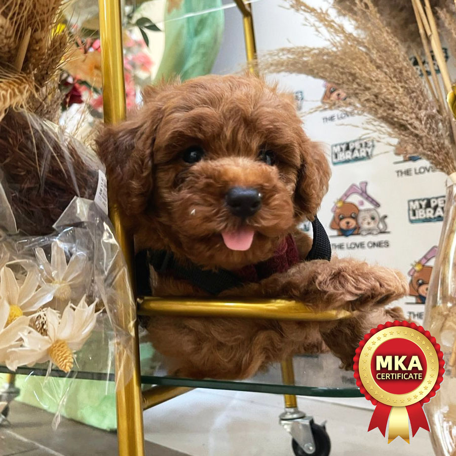 MKA Toy Poodle Puppy (Male) For Sale