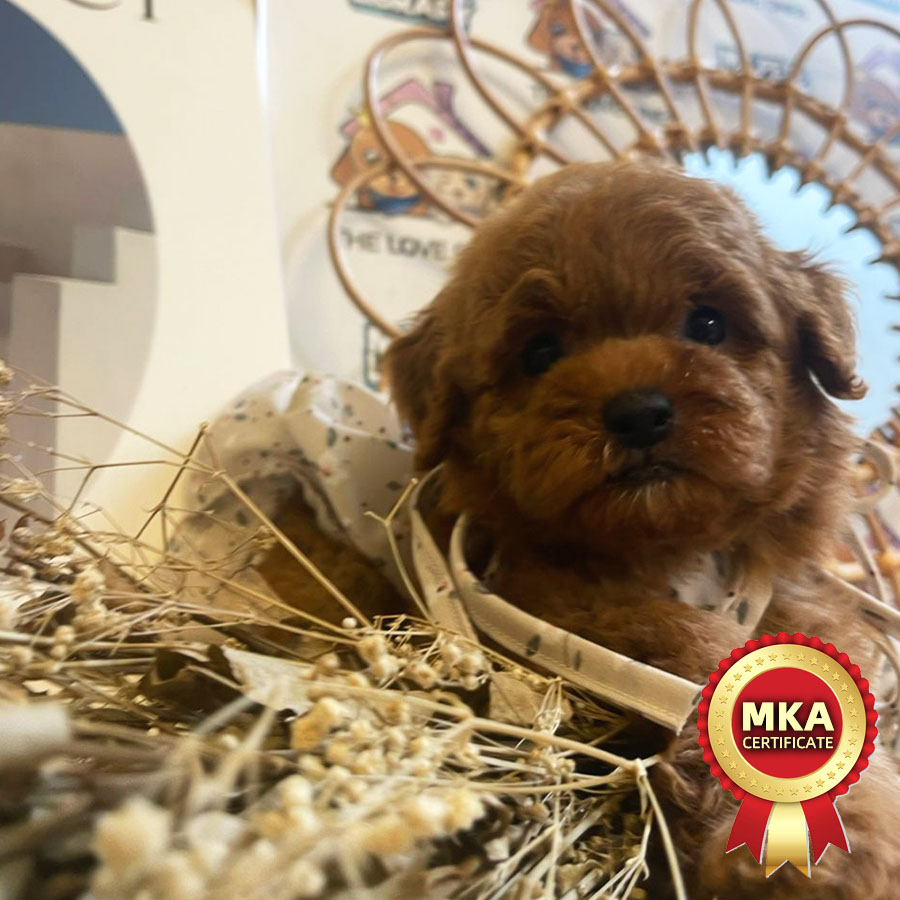 MKA Toy Poodle Puppy (Female) For Sale