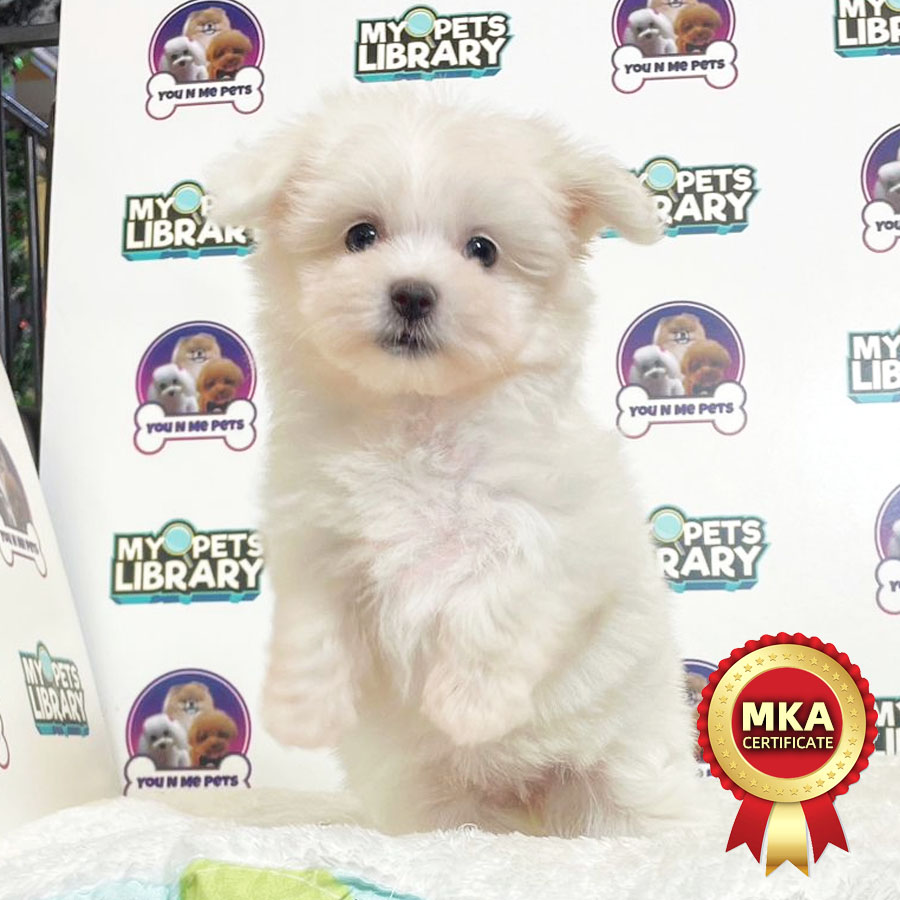 MKA Tiny Maltese Puppy (Female) For Sale