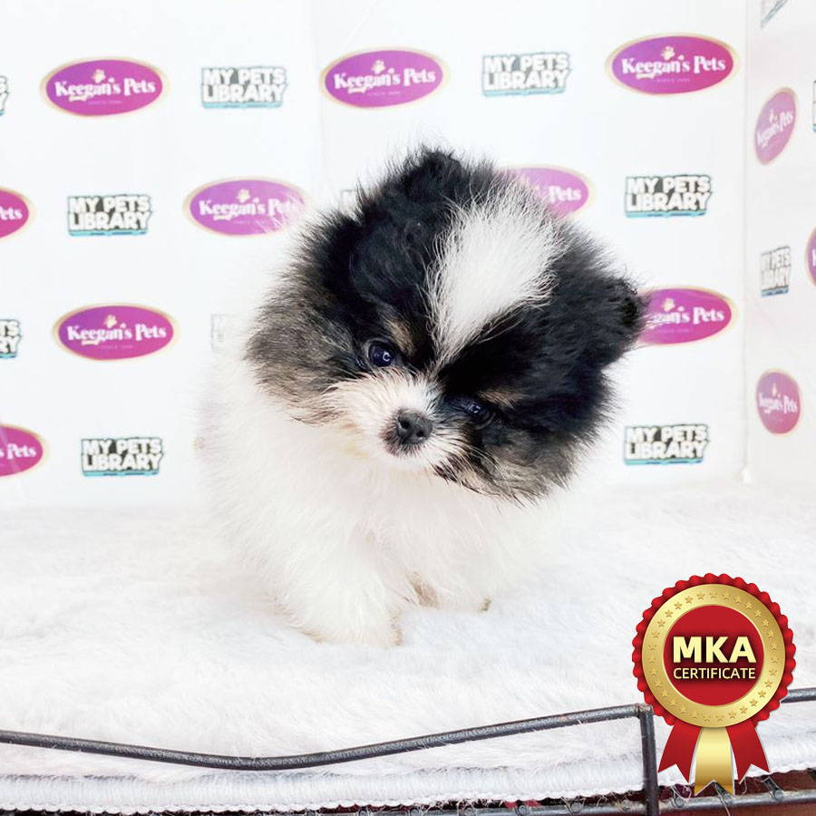 MKA Pomeranian Puppy (Female) For Sale