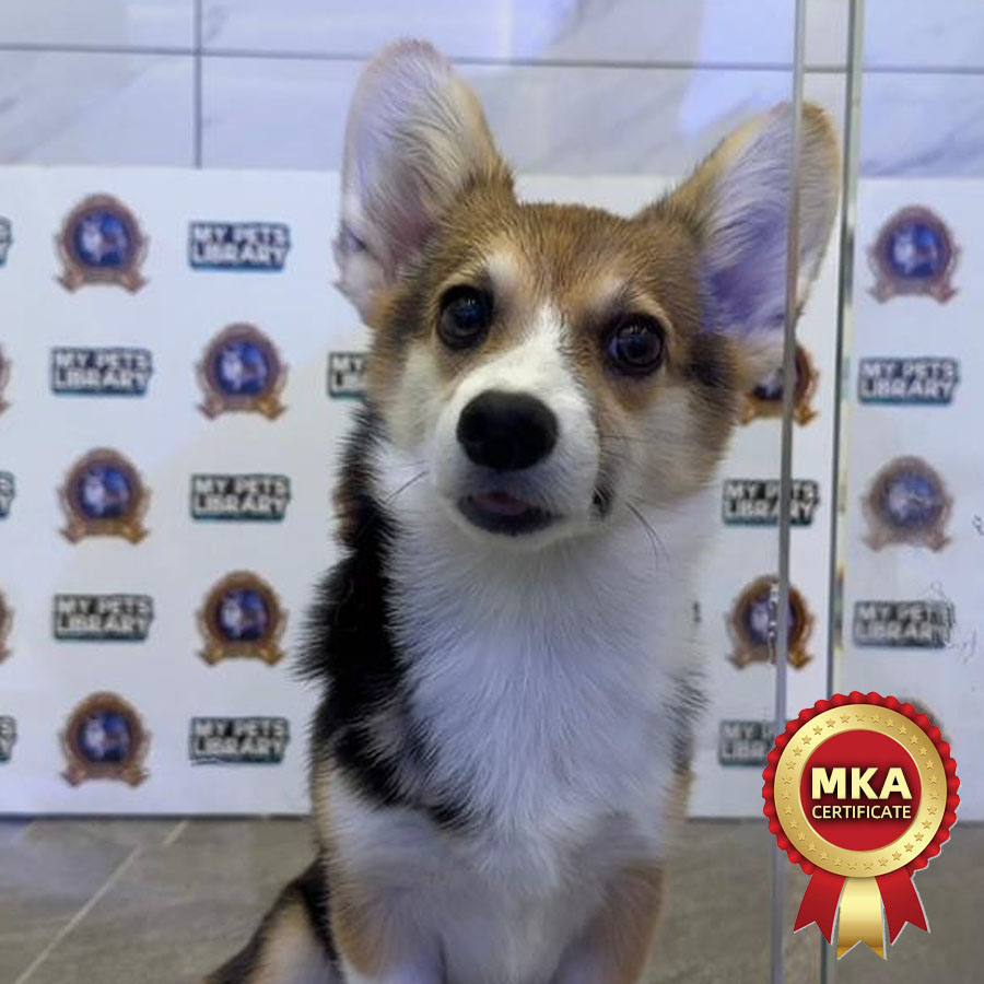 MKA Welsh Corgi Puppy (Female) For Sale