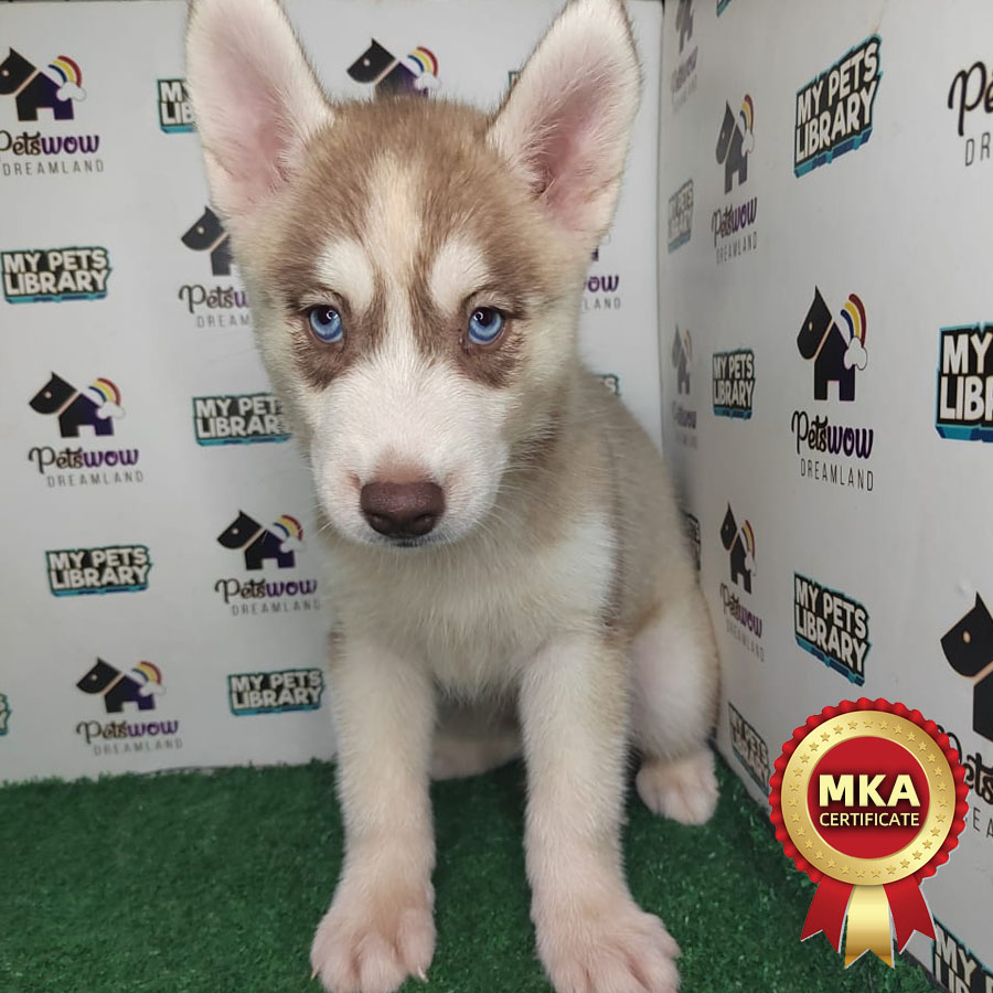 MKA Siberian Husky Puppy (Female) For Sale