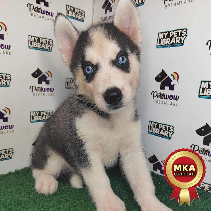 MKA Siberian Husky Puppy (Male) For Sale