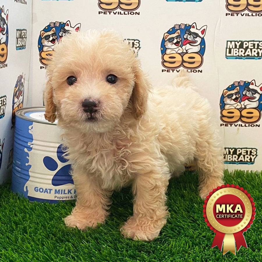 MKA Toy Poodle Puppy (Male) For Sale