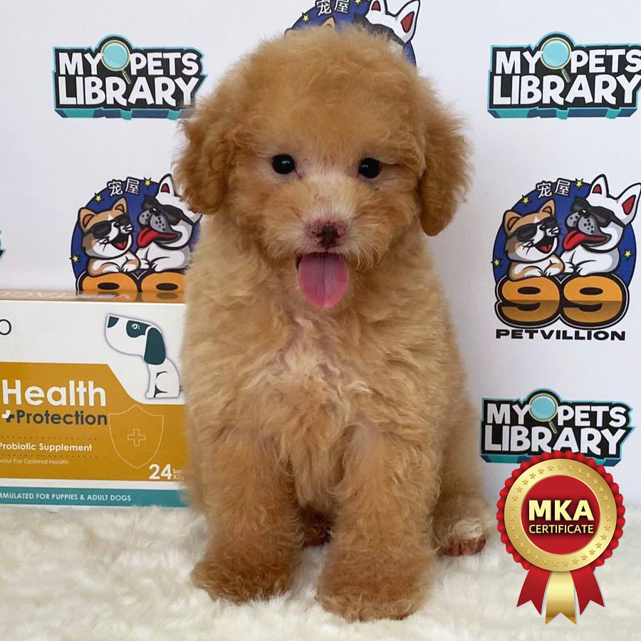 MKA Toy Poodle Puppy (Male) For Sale