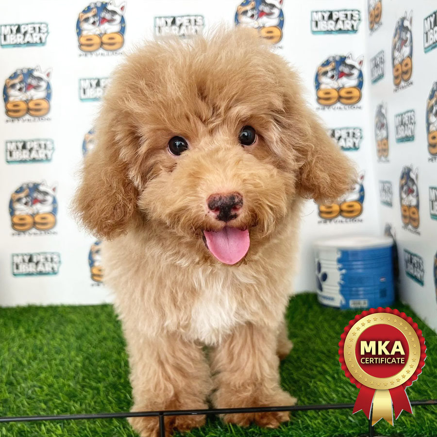 MKA Toy Poodle Puppy (Male) For Sale