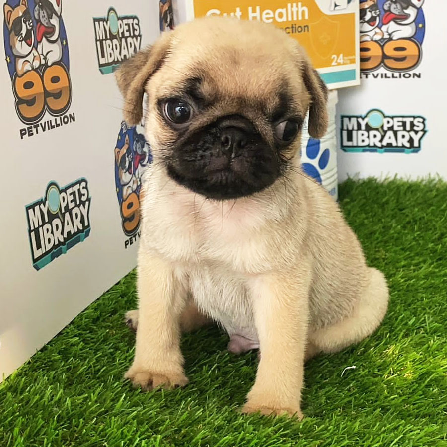 Pug Puppy (Male) For Sale