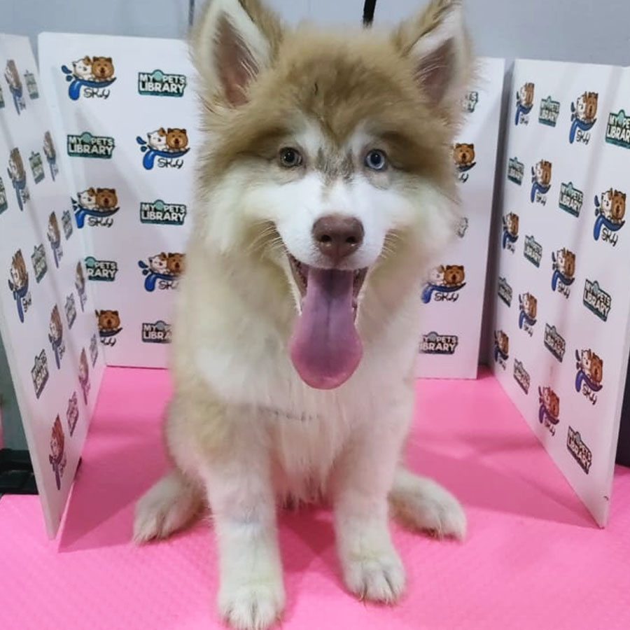 Alaskan Husky Puppy (Male) For Sale