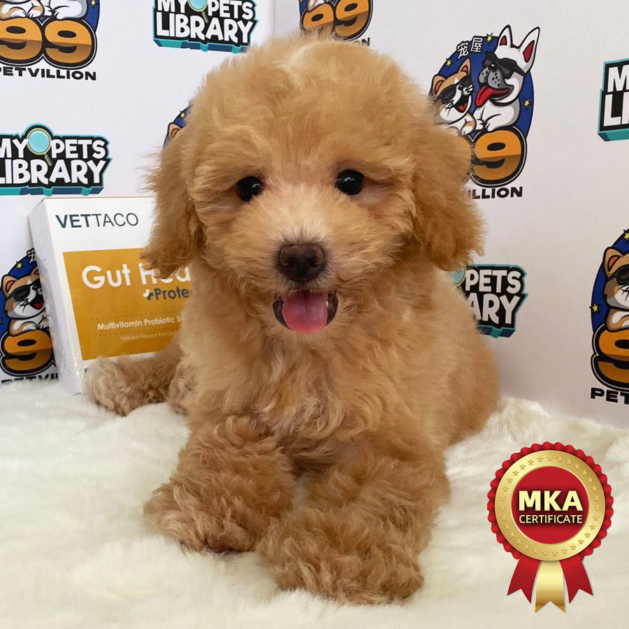 MKA Toy Poodle Puppy (Male) For Sale