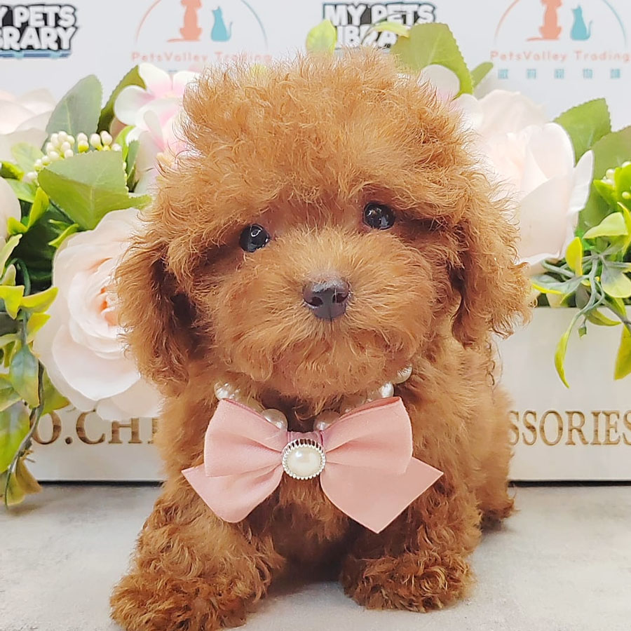 Teacup Poodle Puppy (Female) For Sale